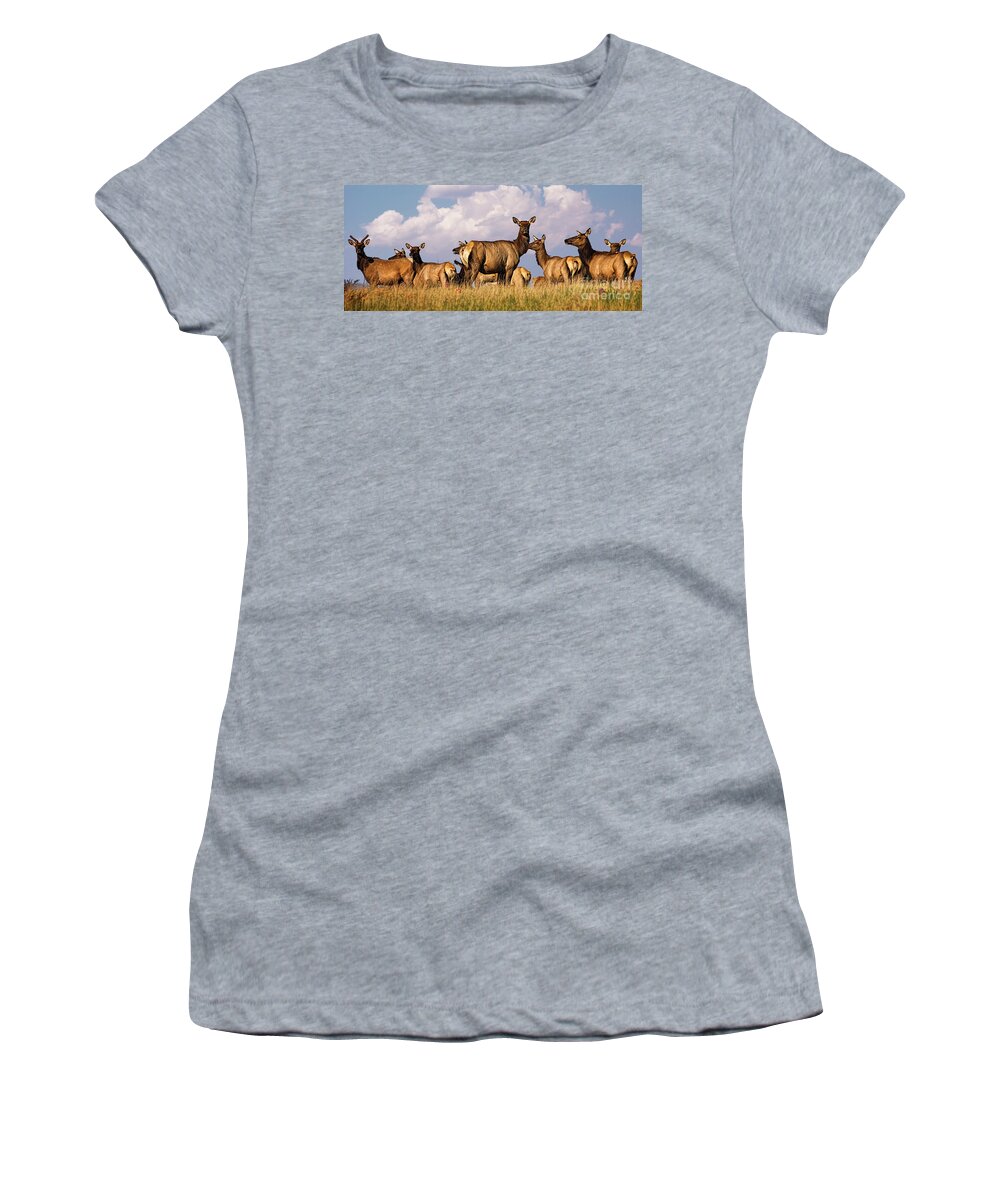 Arizona Elk On The Rise Women's T-Shirt featuring the photograph Arizona Elk On the Rise by Priscilla Burgers