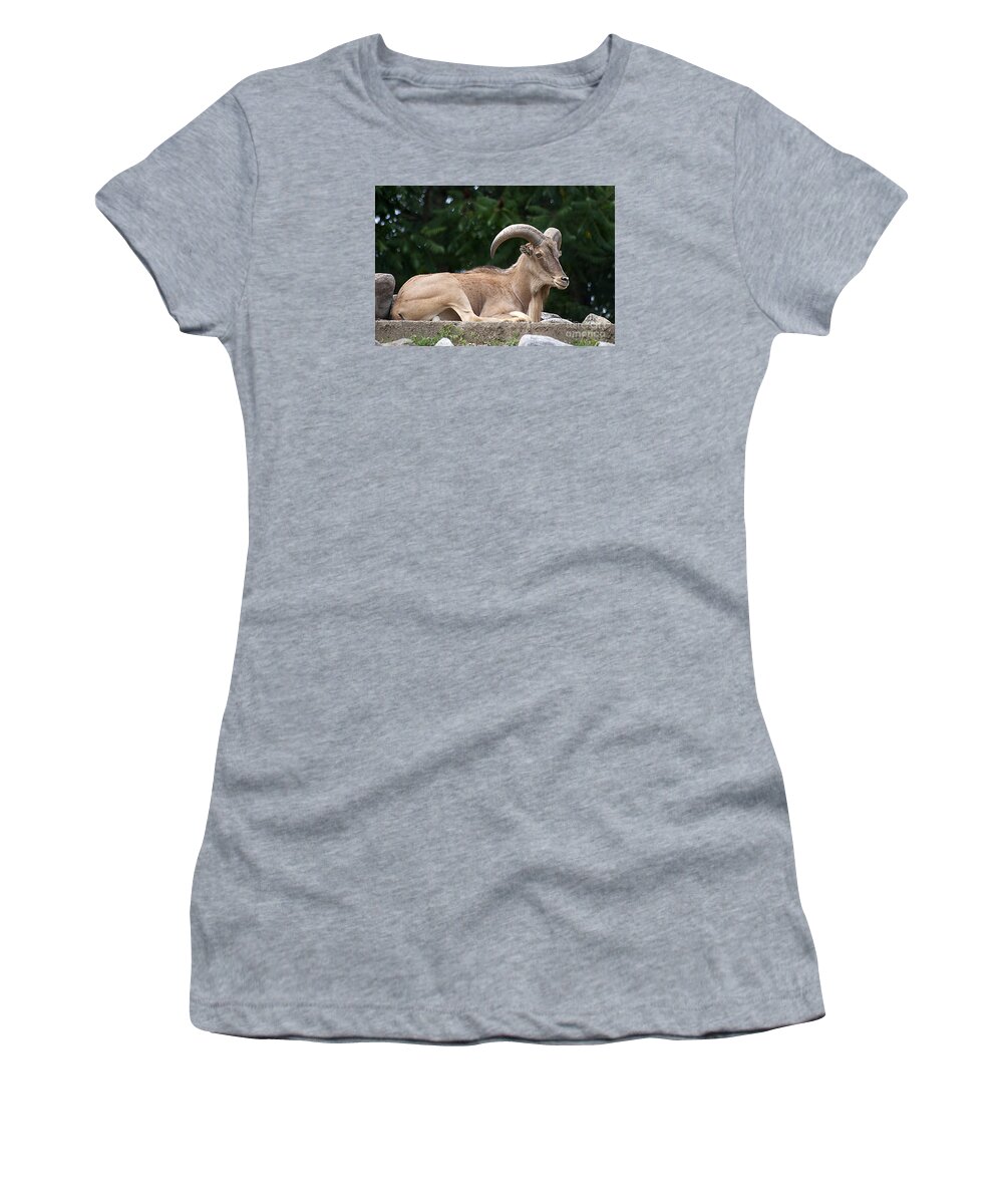 Auodad Women's T-Shirt featuring the photograph Auodad 20120714_80a by Tina Hopkins