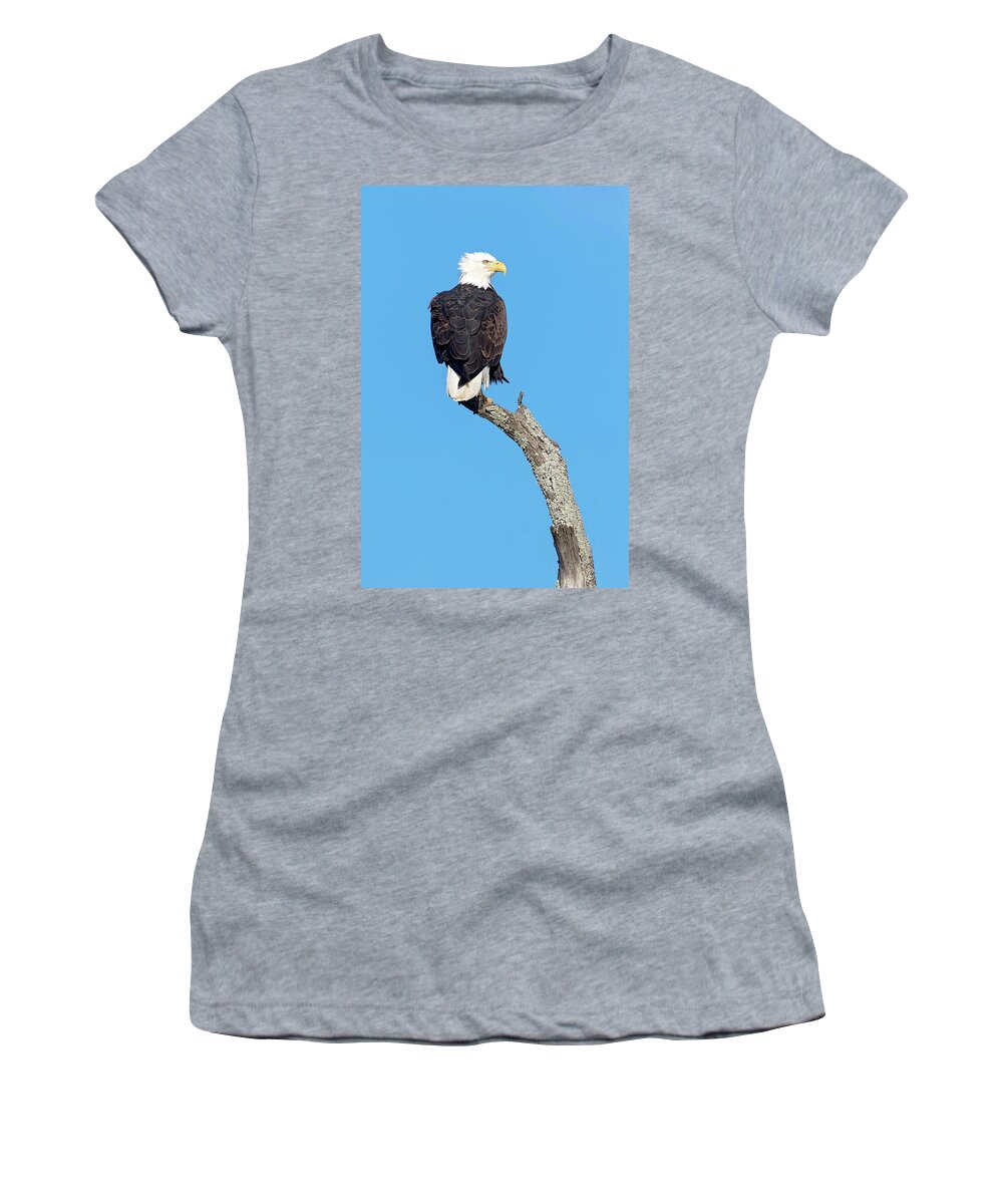 Bald Eagle Women's T-Shirt featuring the photograph Bald Eagle by Eilish Palmer