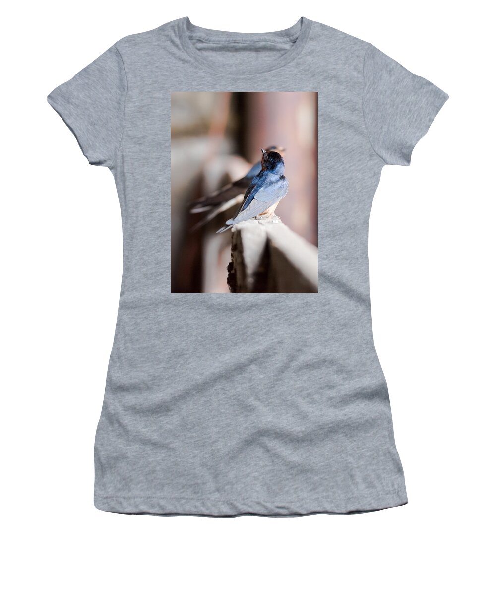 Barn Swallows Women's T-Shirt featuring the photograph Barn Swallows by Holden The Moment