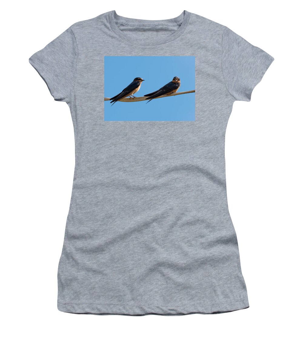 Barn Swallows Women's T-Shirt featuring the photograph Barn Swallows by Holden The Moment