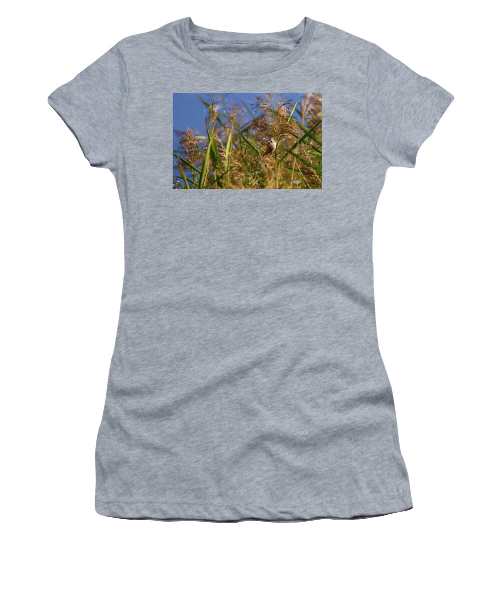 Bird Women's T-Shirt featuring the photograph Bearded reedling, panurus biarmicus, in the reeds by Elenarts - Elena Duvernay photo
