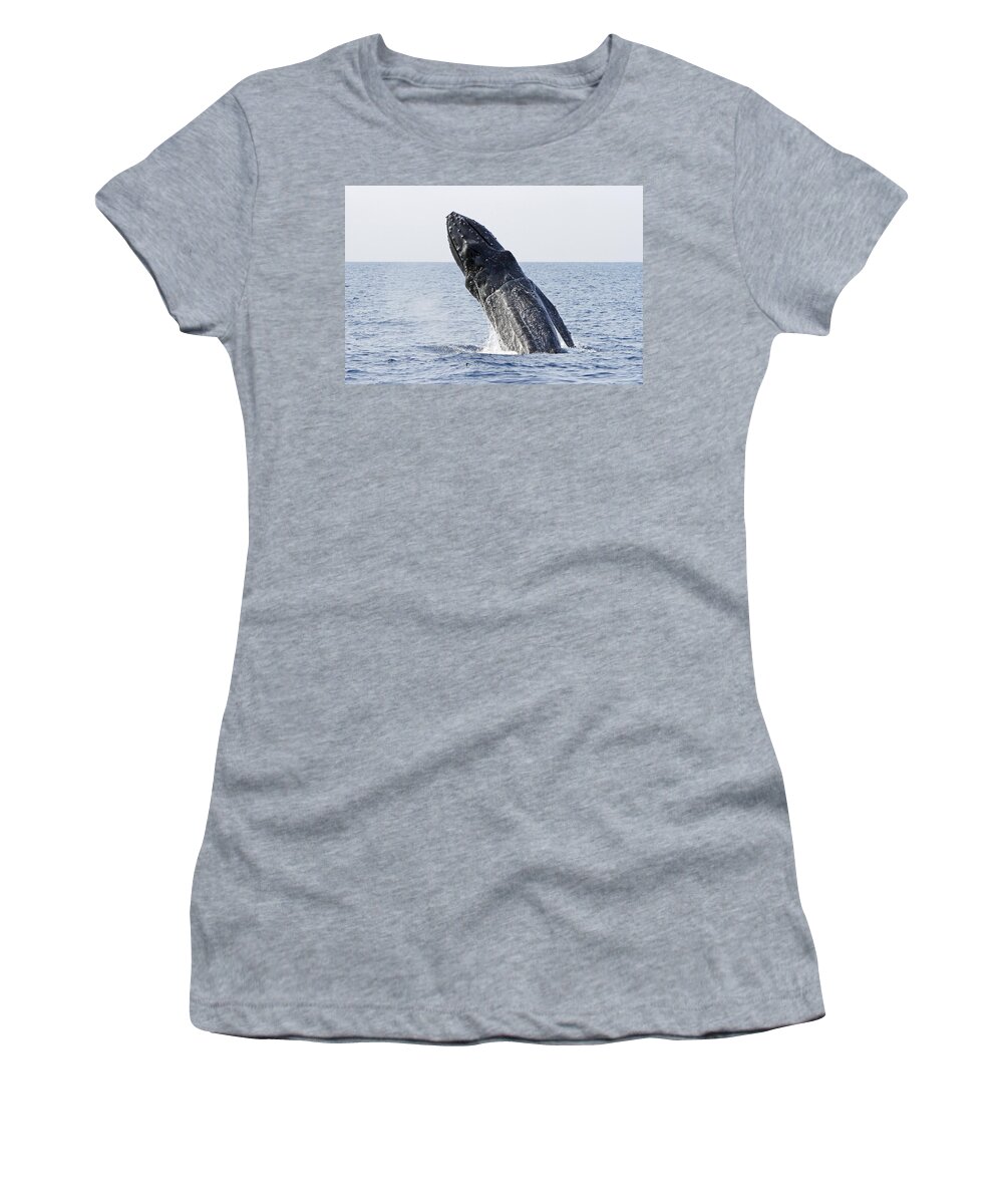 Humpback Whale Women's T-Shirt featuring the photograph Big Breach by Shoal Hollingsworth