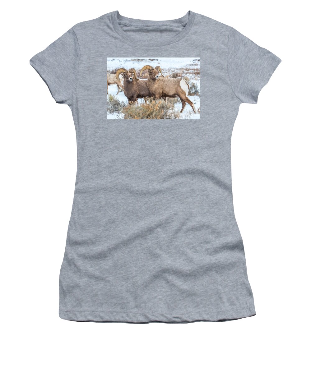 Big-horn Rams Women's T-Shirt featuring the photograph Big Ram Brothers by Yeates Photography
