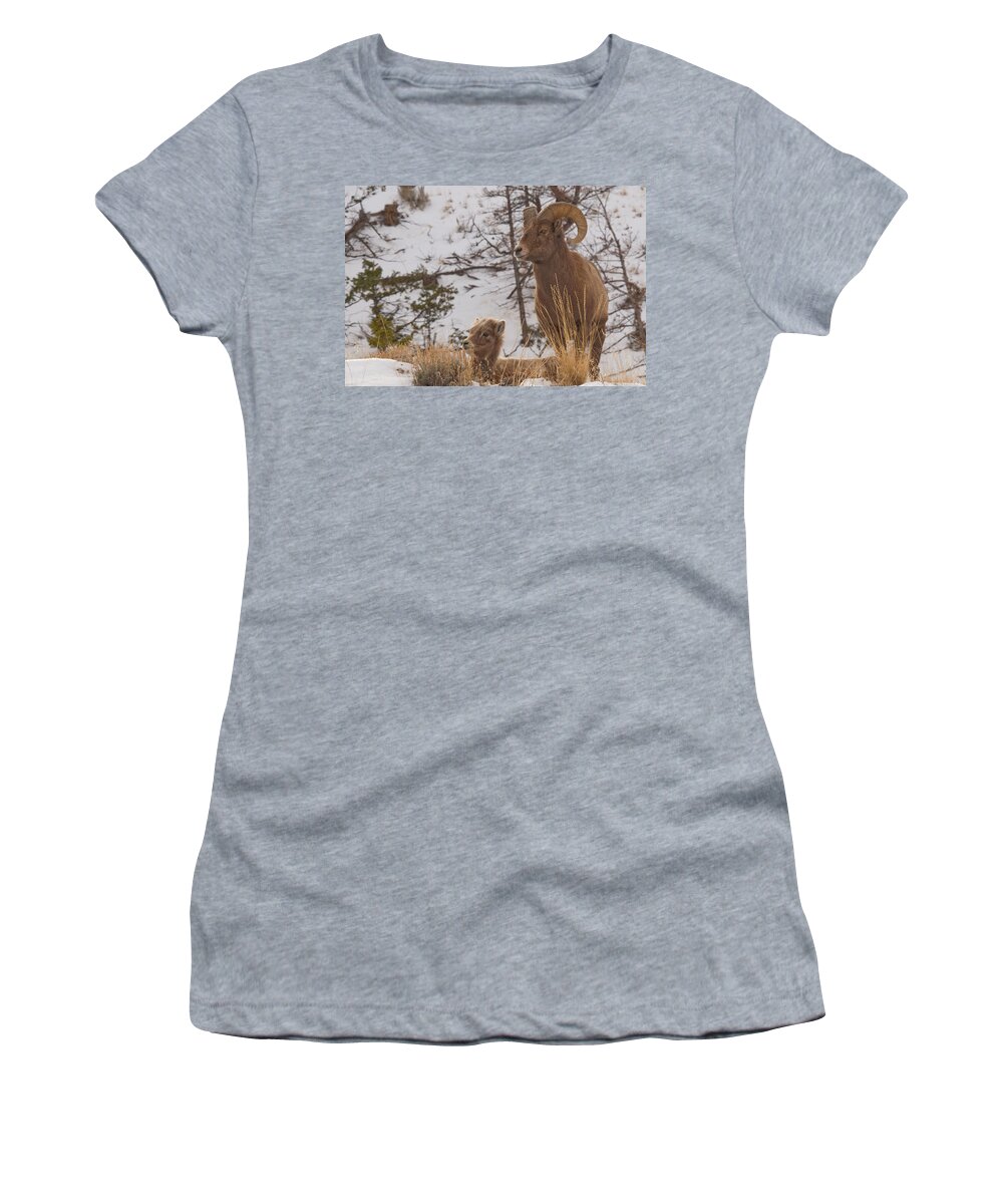 Bighorn Sheep Women's T-Shirt featuring the photograph Bighorn Ram and Kid by Gary Beeler