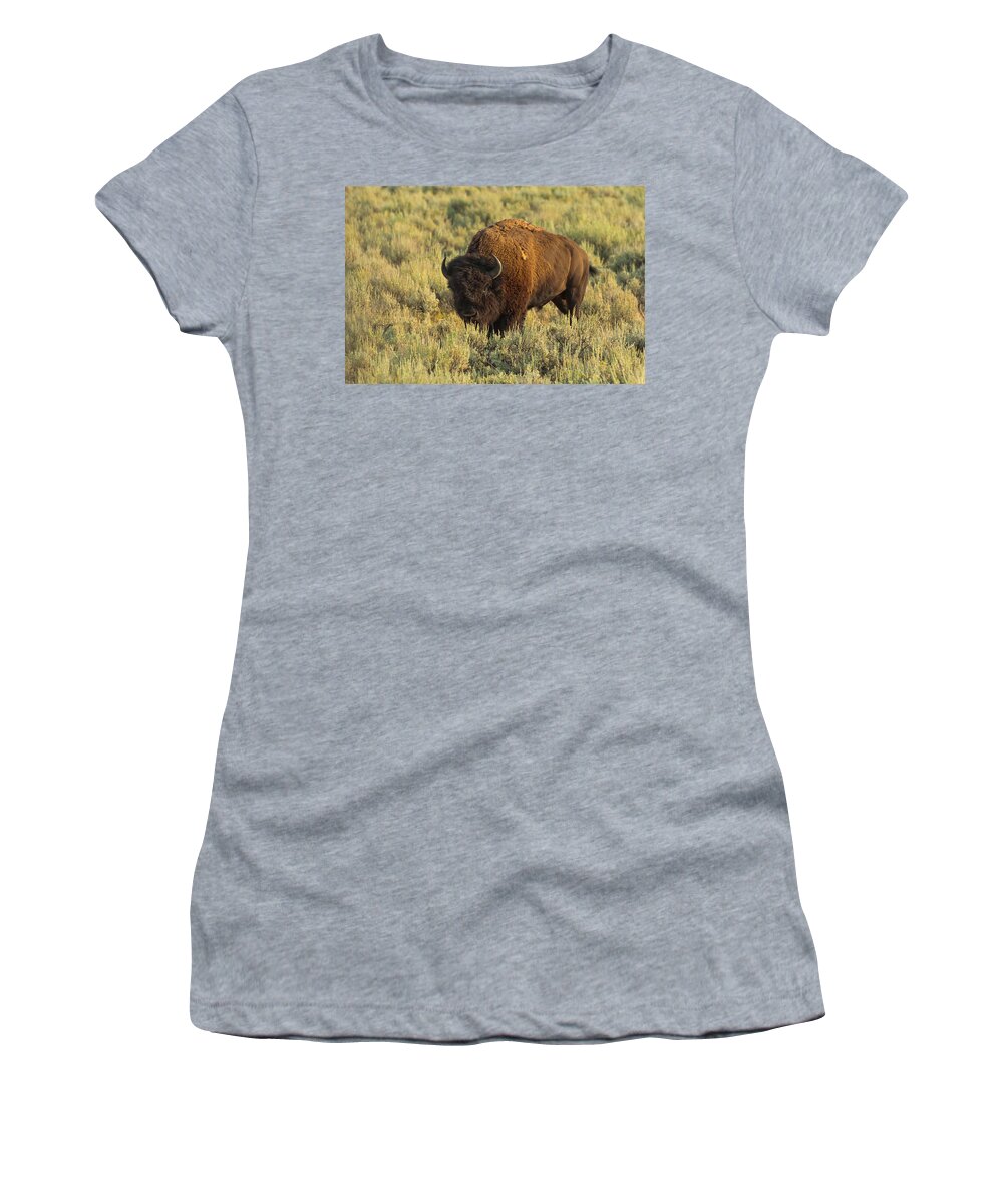 American Bison Women's T-Shirt featuring the photograph Bison by Sebastian Musial