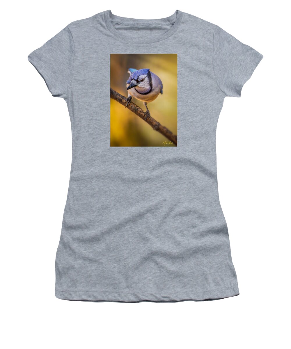 Animals Women's T-Shirt featuring the photograph Blue Jay in Golden Light by Rikk Flohr