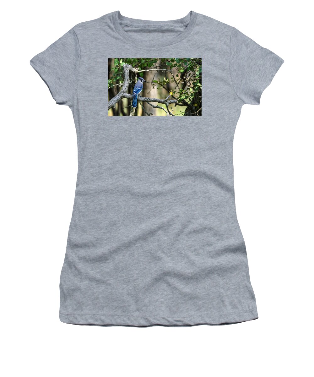 Blue Jay Women's T-Shirt featuring the photograph Blue Jay by Peter Ponzio