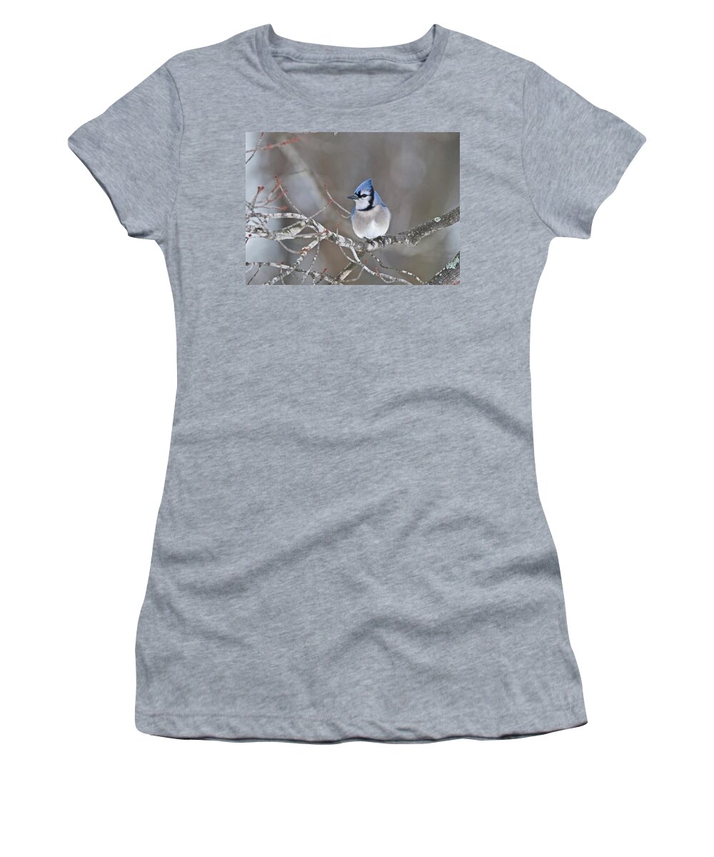 Bluejay Women's T-Shirt featuring the photograph Bluejay 1352 by Michael Peychich