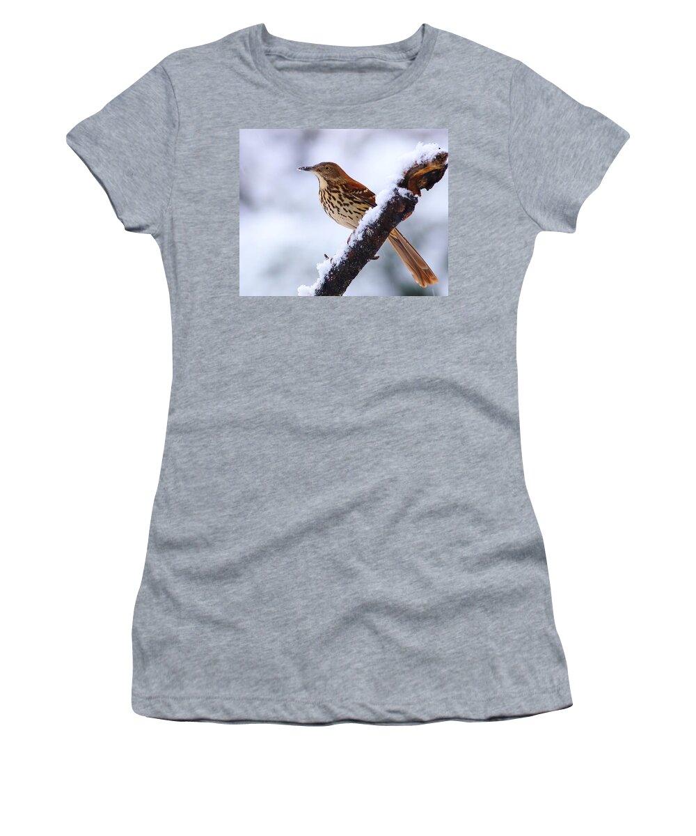 Brown Thrasher Women's T-Shirt featuring the photograph Brown Thrasher In Snow by Daniel Reed