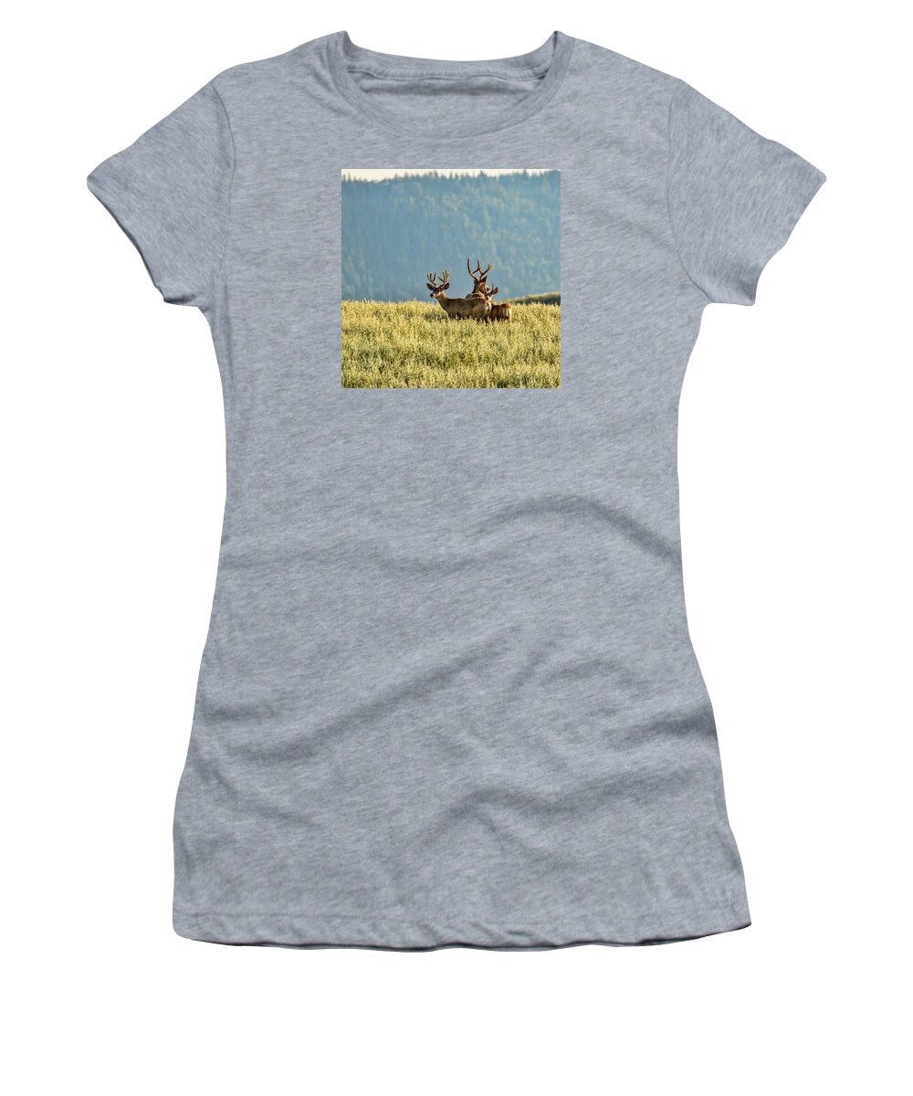 Buck Mule Deer In Velvet Women's T-Shirt featuring the photograph Buck Mule Deer in Velvet by Daniel Hebard