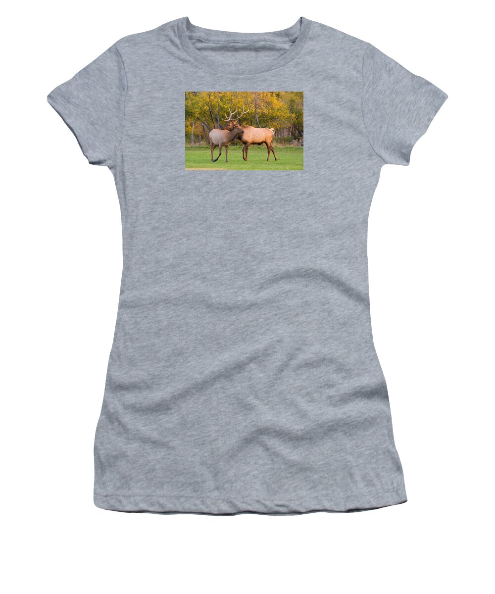 Autumn Women's T-Shirt featuring the photograph Bull and Cow Elk - Rutting Season by James BO Insogna