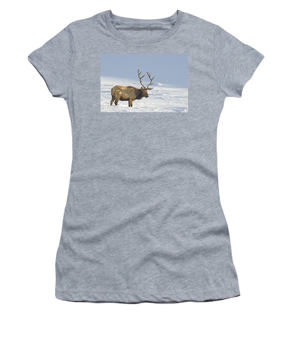 Elk Women's T-Shirt featuring the photograph Bull Elk In Snow by Gary Beeler
