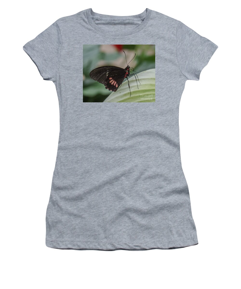 Butterfly Women's T-Shirt featuring the photograph Butterfly 7 by Christy Garavetto