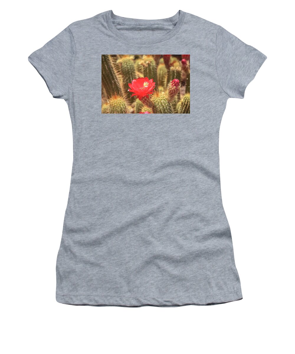 Cactus Women's T-Shirt featuring the photograph Cactus bloom by Darrell Foster