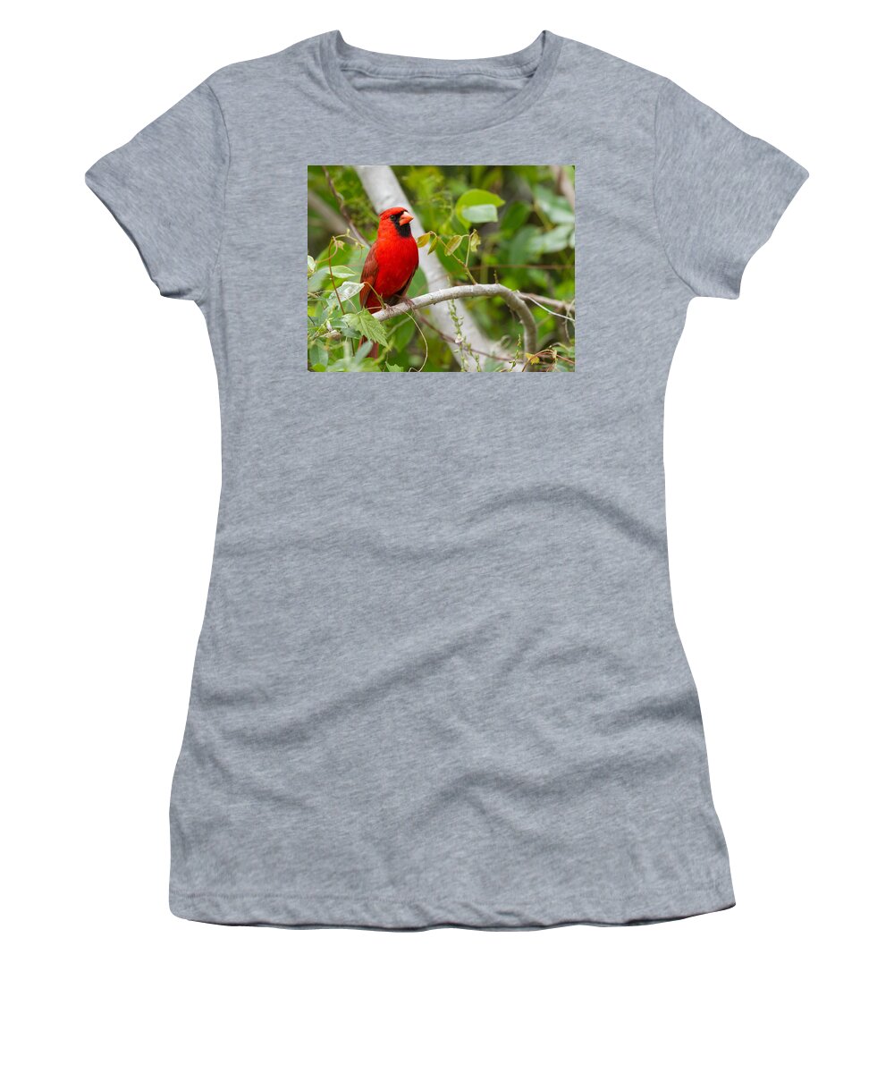 Cardinal Women's T-Shirt featuring the photograph Cardinal 147 by Michael Fryd