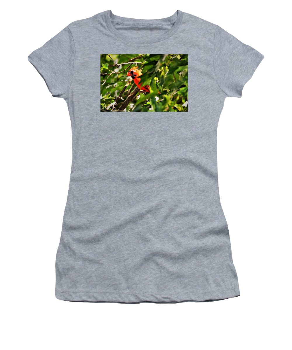 Cardinal Women's T-Shirt featuring the photograph Cardinal in Tree by Chuck Brown