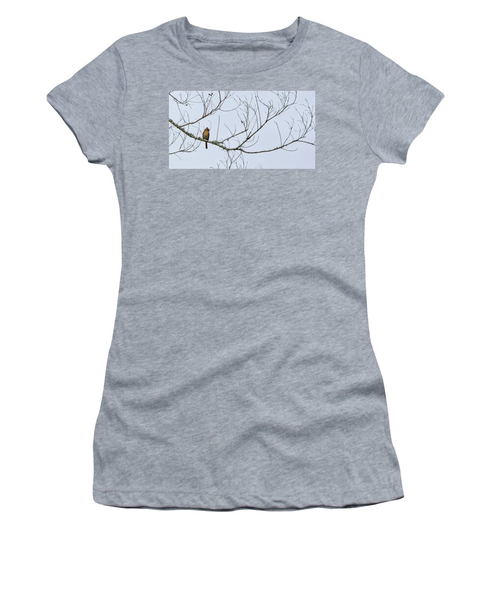 Birds Women's T-Shirt featuring the photograph Cardinal in Tree by Richard Rizzo