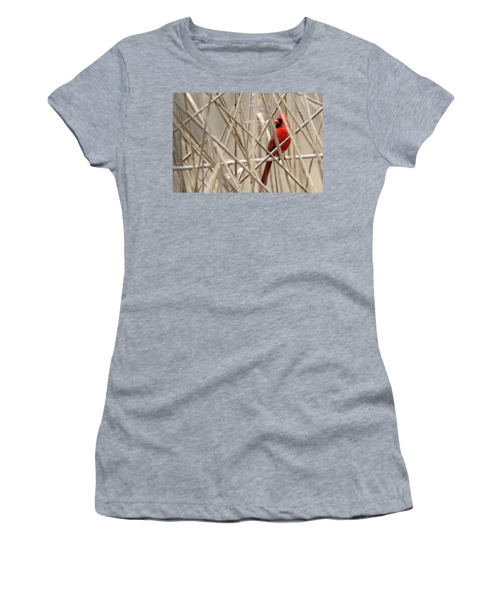 Cardinal Women's T-Shirt featuring the photograph Cardinal Stony Brook New York by Bob Savage
