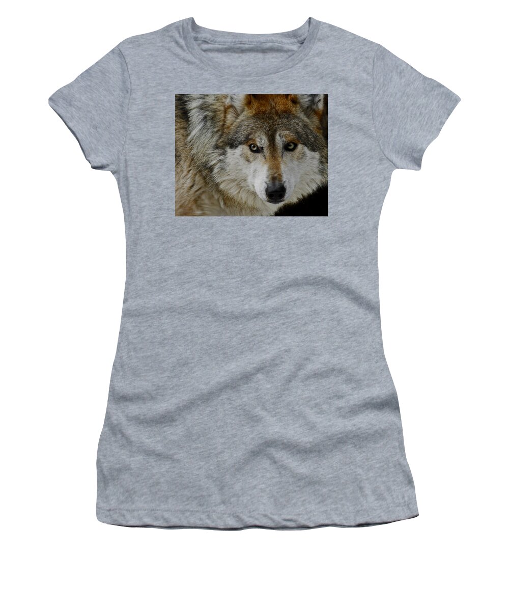 Wolf Women's T-Shirt featuring the photograph Caution upclose by Ernest Echols