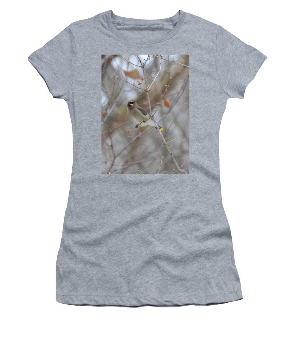 Bird Women's T-Shirt featuring the photograph Cedar Wax Wing 2 by David Arment