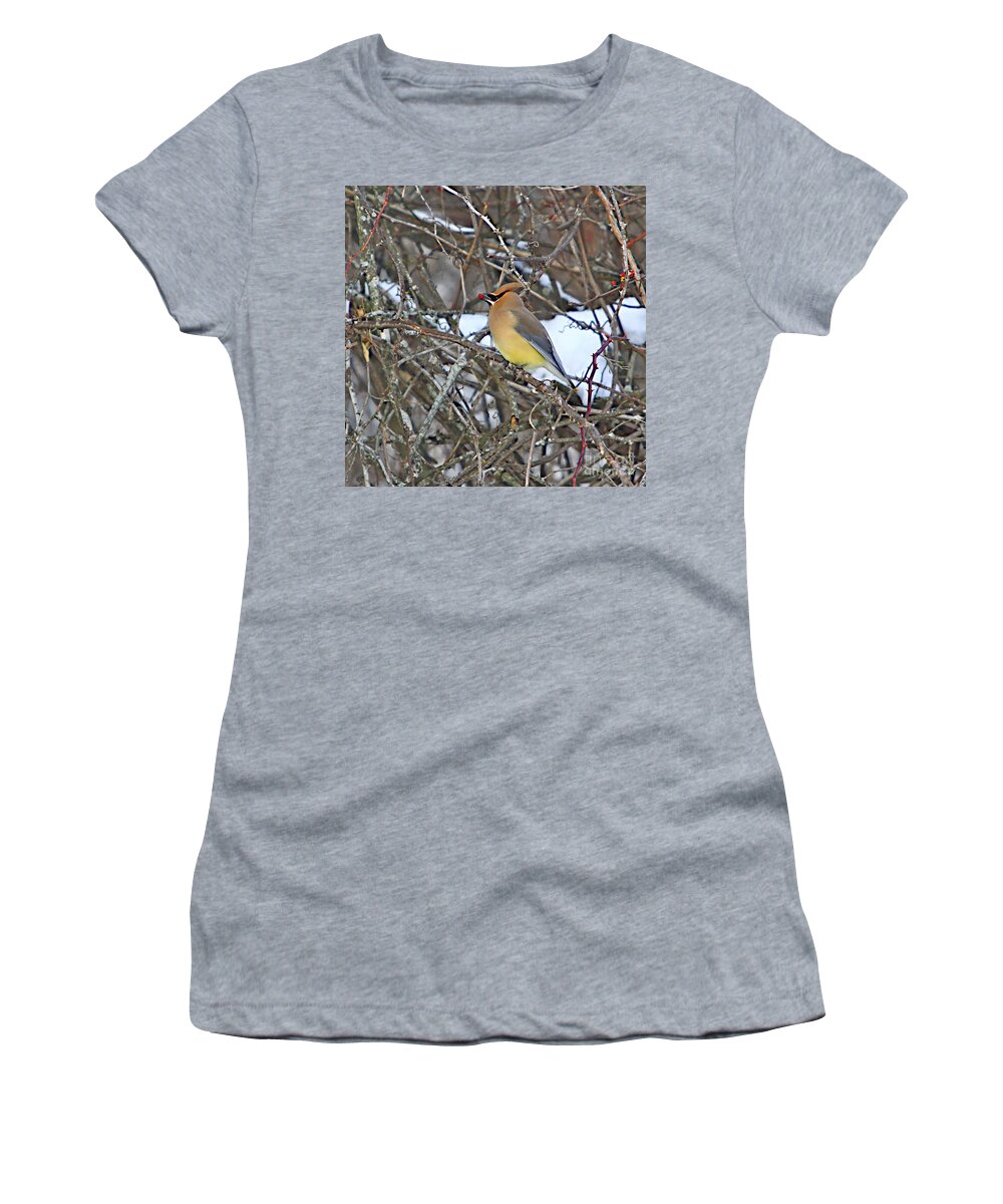 Bird Women's T-Shirt featuring the photograph Cedar wax wing by Robert Pearson