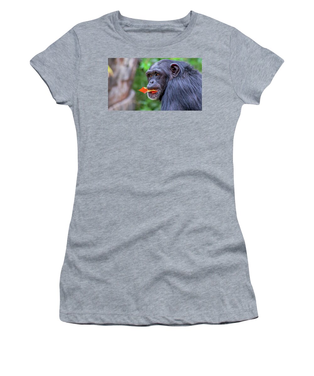 Chimpanzee Women's T-Shirt featuring the photograph Chimpanzee by Holly Ross