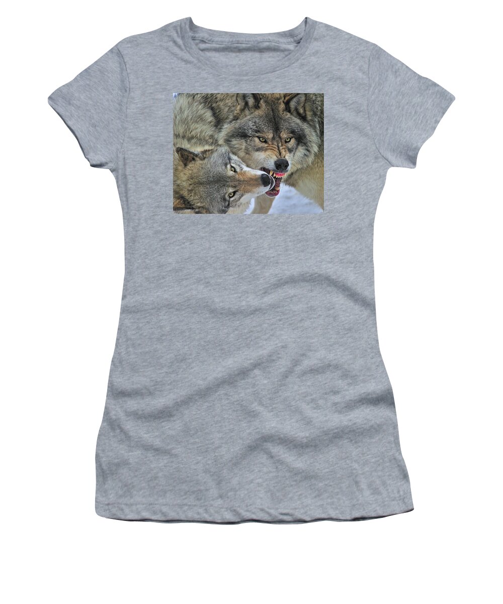 Timber Wolf Women's T-Shirt featuring the photograph Circle by Tony Beck