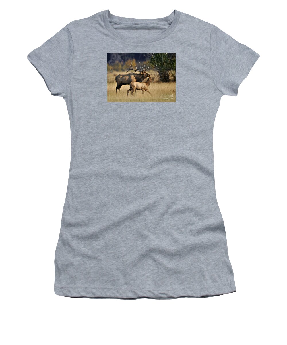 Nature Women's T-Shirt featuring the photograph Colorado Elk by Nava Thompson