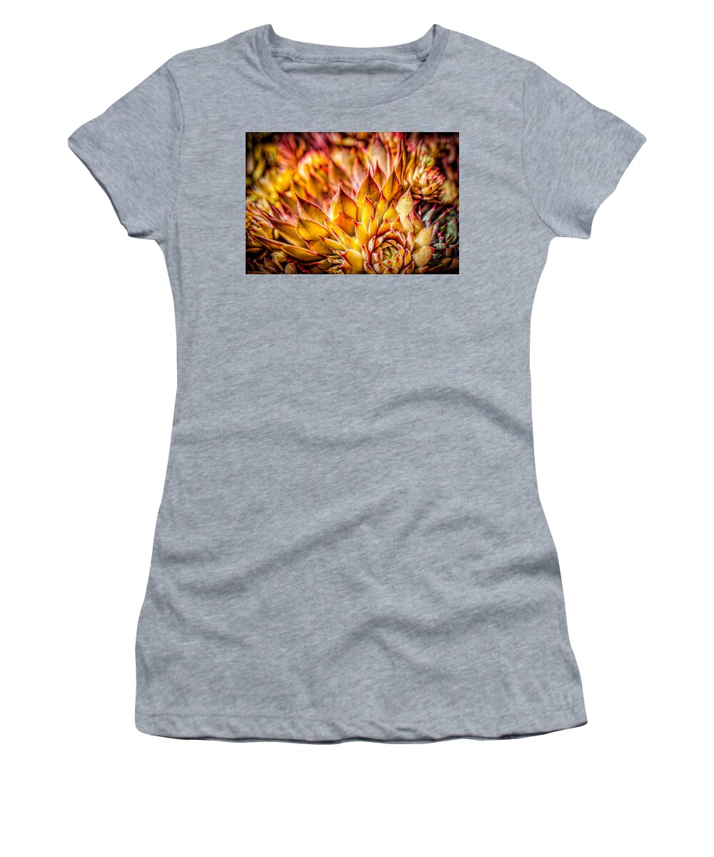 Colorful Succulents Plant Women's T-Shirt featuring the photograph Colorful succulent close up by Lilia S