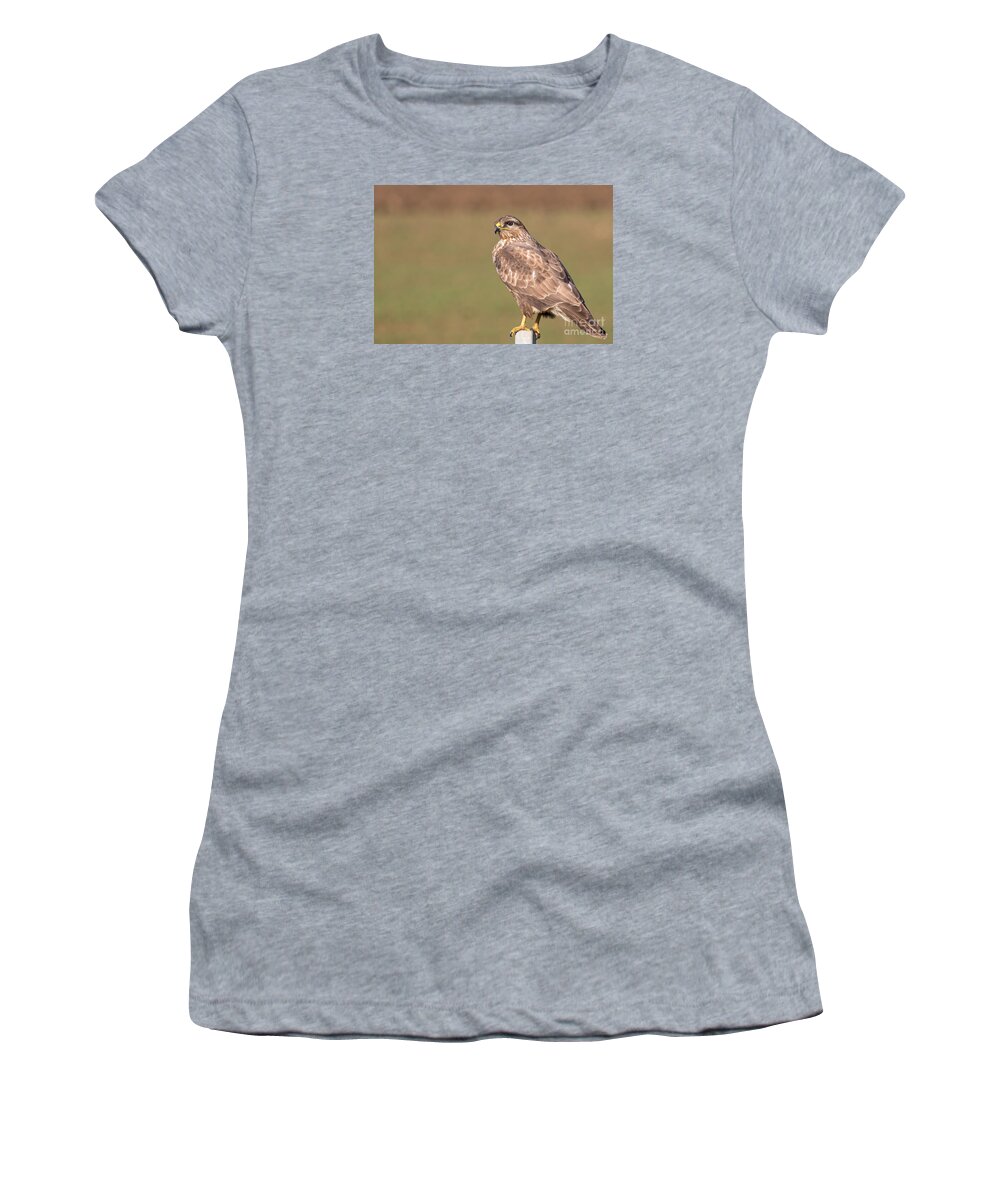 Accipitridae Women's T-Shirt featuring the photograph Common Buzzard Along the Highway Nis Budapest by Jivko Nakev