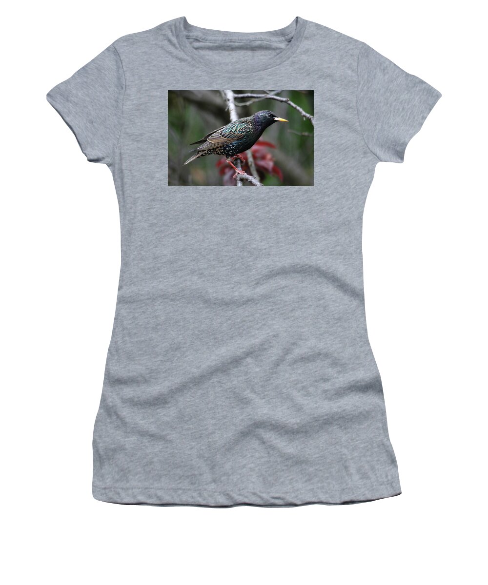 Birds Women's T-Shirt featuring the photograph Common Starling by Trina Ansel