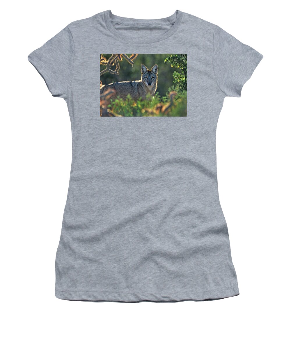 Wildlife Women's T-Shirt featuring the photograph Coyote in Cactus Patch by Tim Fitzharris