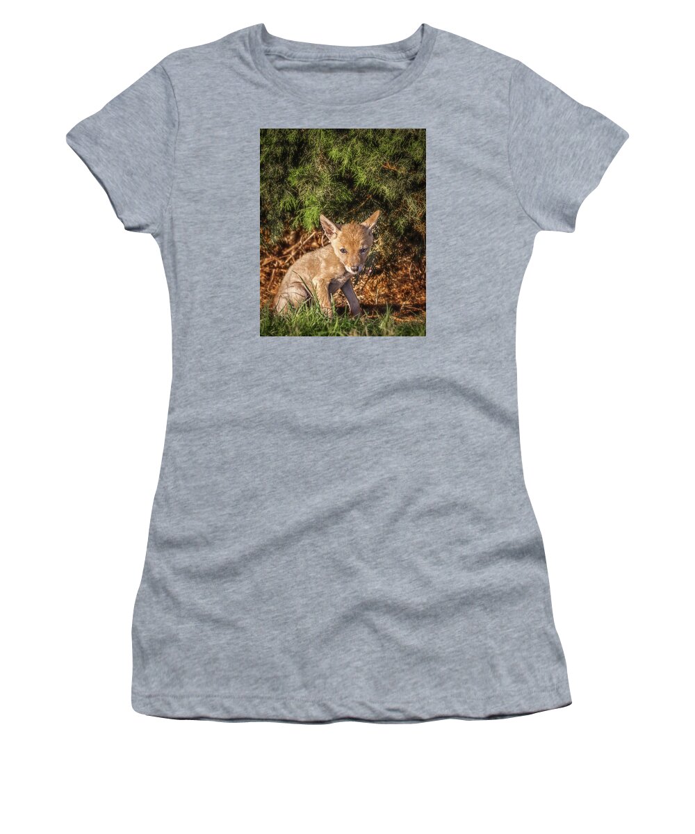 Animals Women's T-Shirt featuring the mixed media Coyote Pup by David Wagner