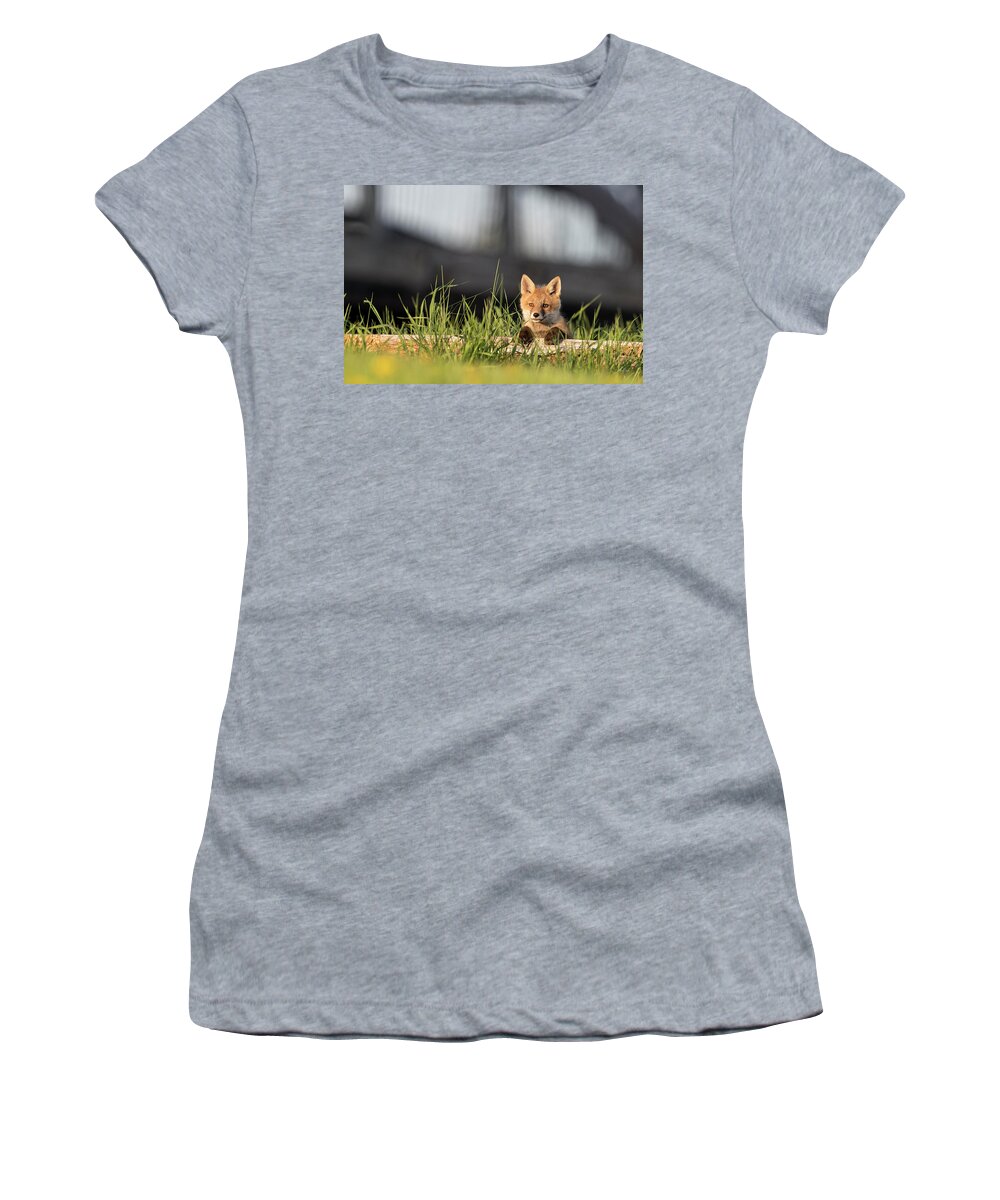 Red Fox Women's T-Shirt featuring the photograph Curious Innocence by Everet Regal