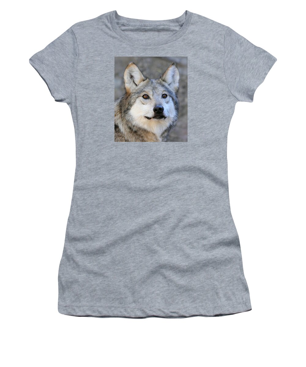 Mexican Grey Wolf Women's T-Shirt featuring the photograph Curious Wolf by Elaine Malott