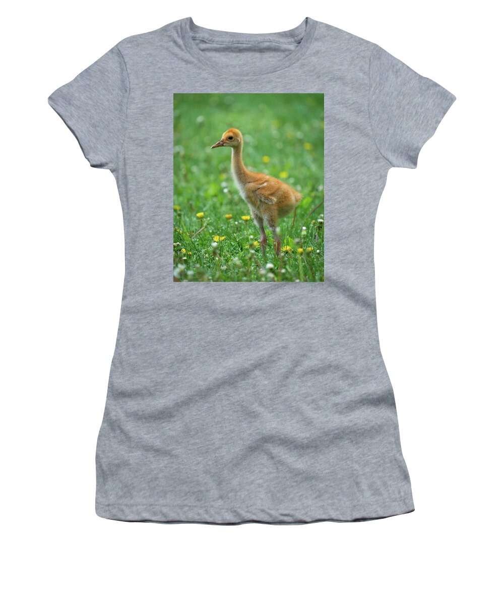 Crane Women's T-Shirt featuring the photograph Cuteness by Brad Bellisle