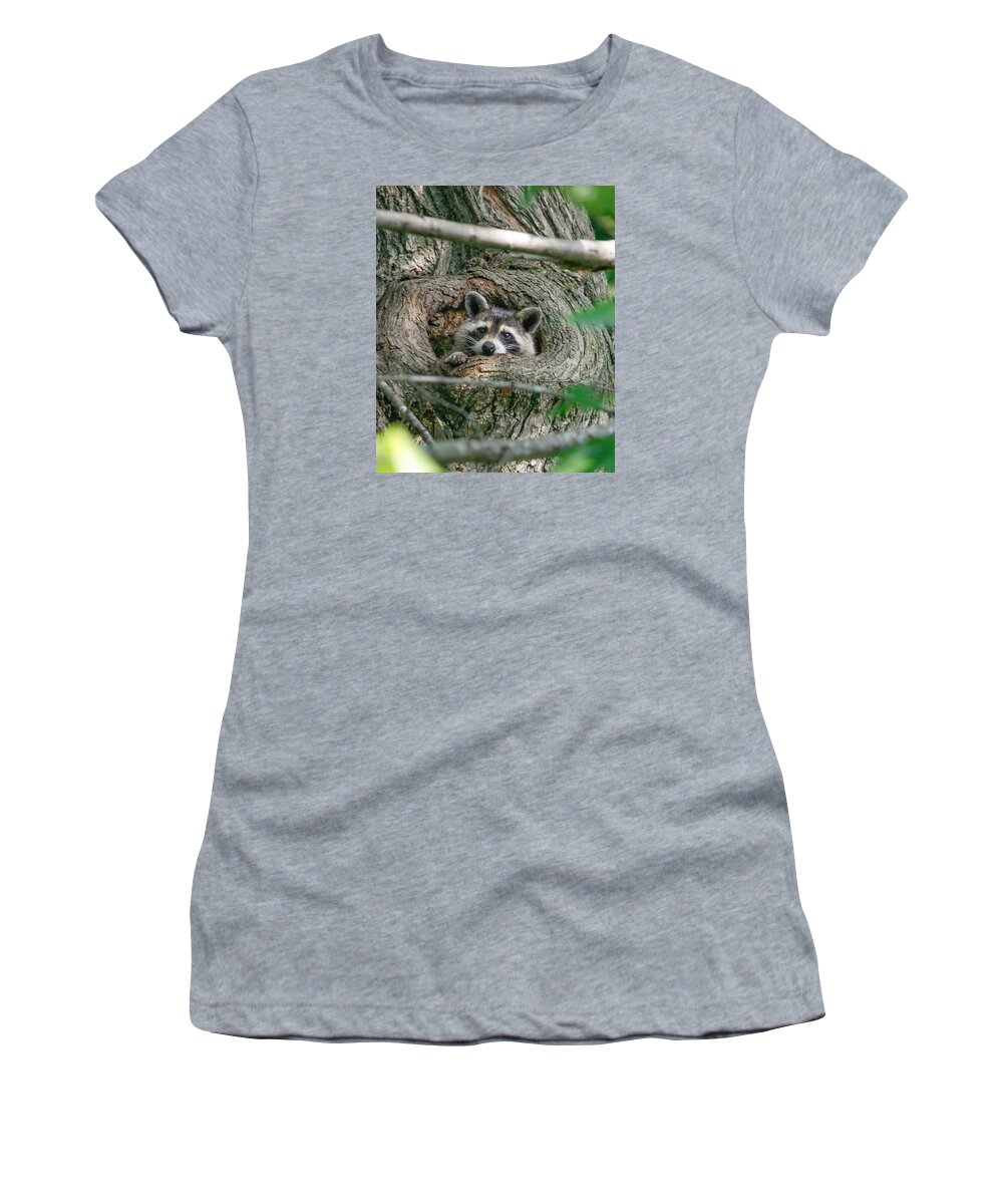 Raccoon Women's T-Shirt featuring the photograph Daydreaming by Gina Fitzhugh