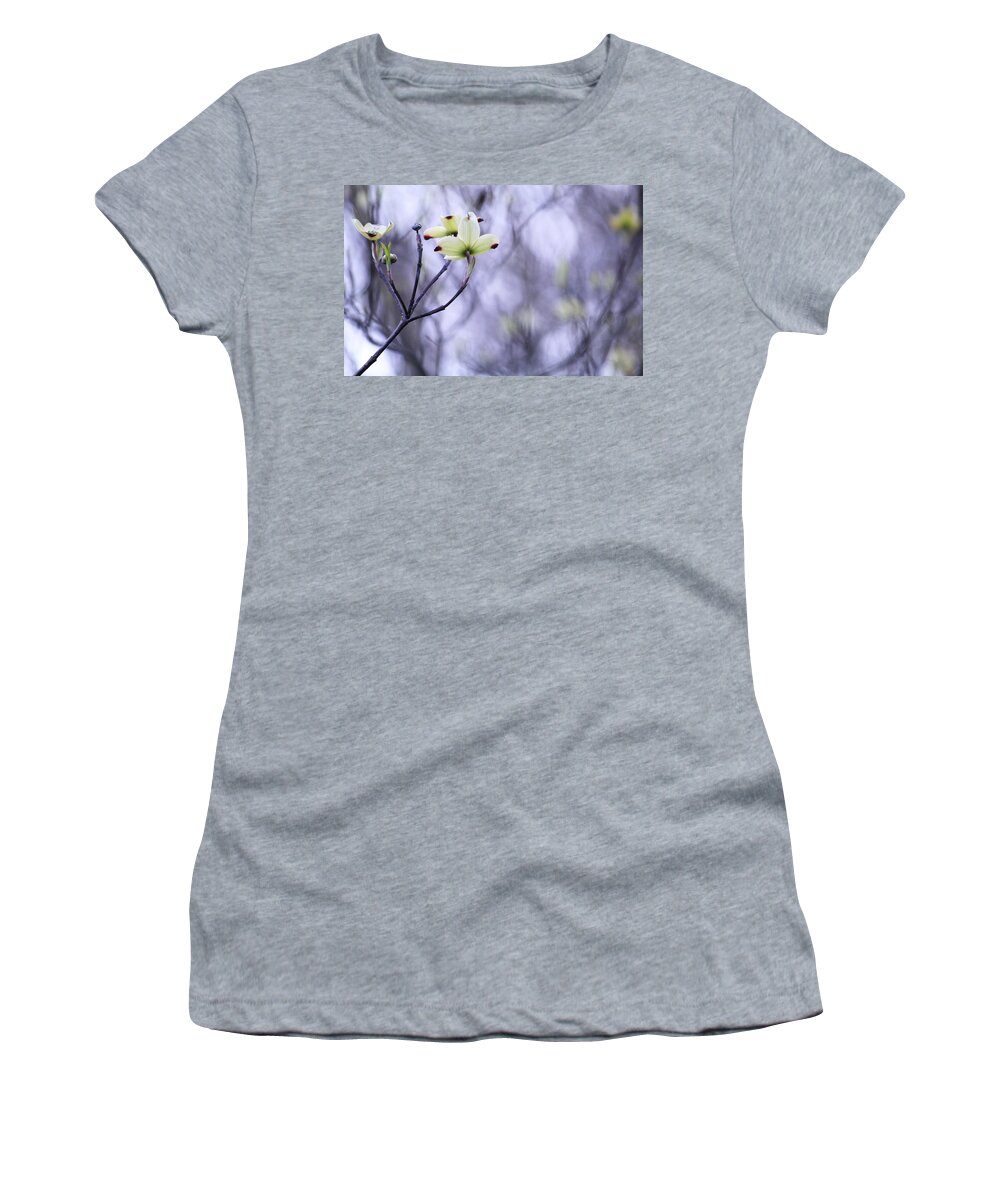 Tree Women's T-Shirt featuring the photograph Dogwood by Tammy Schneider