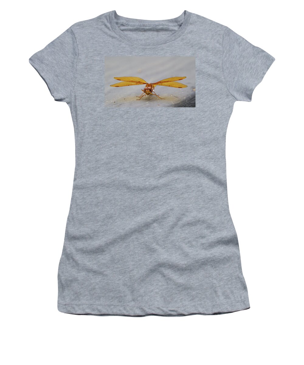 Insect Women's T-Shirt featuring the photograph Dragon Fly Hanging Around by Darryl Hendricks