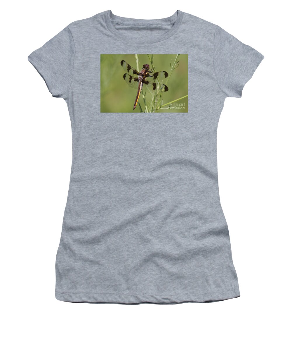 Insect Women's T-Shirt featuring the photograph Dragon Fly by Robert Pearson