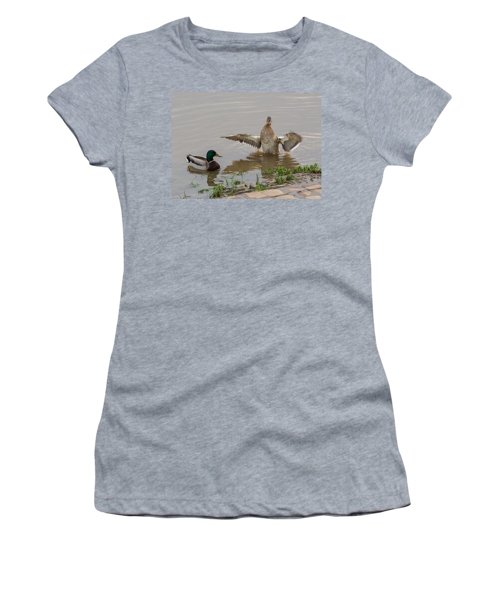 Mallards Women's T-Shirt featuring the photograph Drake and Hen by Holden The Moment