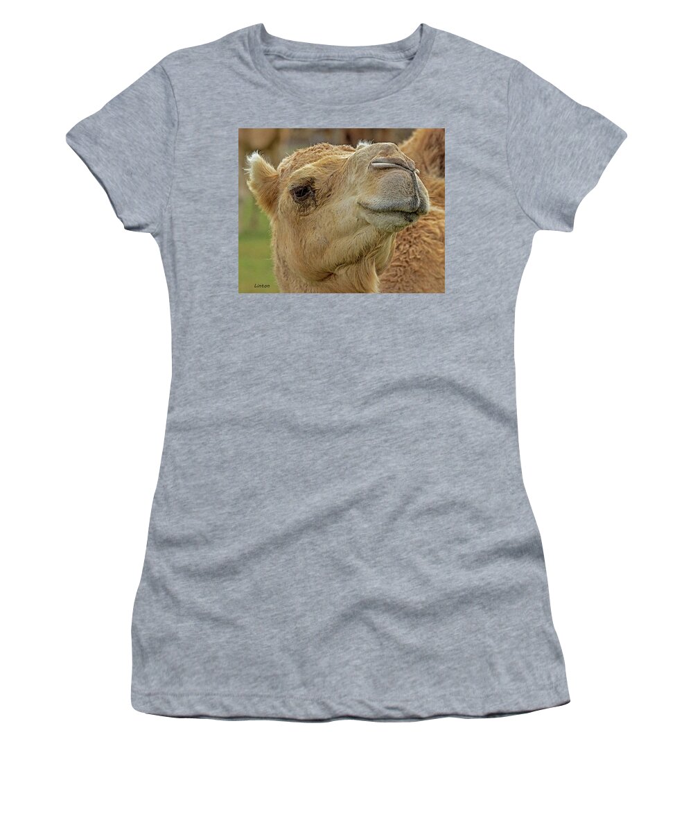Dromedary Camel Women's T-Shirt featuring the digital art Dromedary or Arabian Camel by Larry Linton
