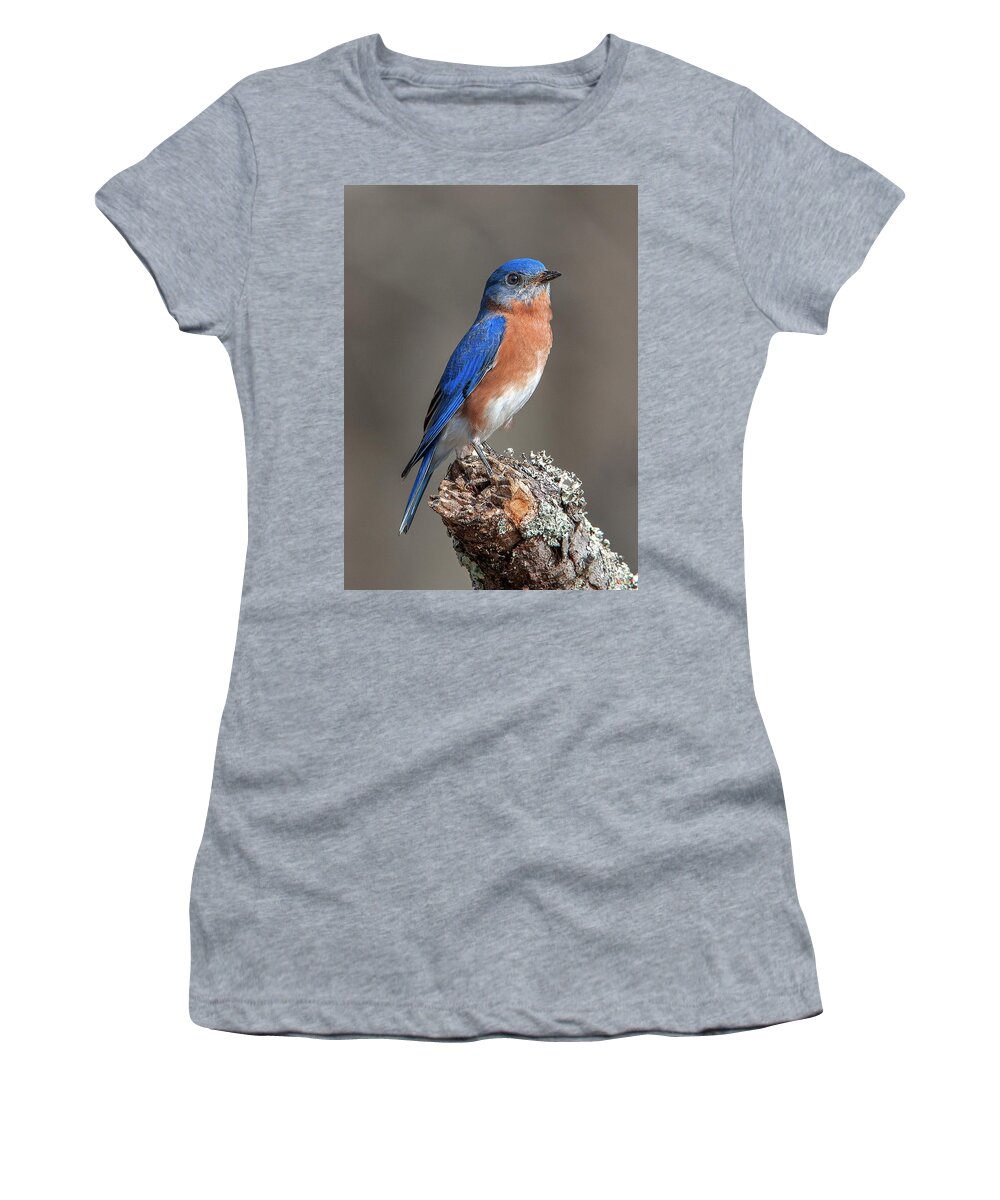Nature Women's T-Shirt featuring the photograph Eastern Bluebird DSB0291 by Gerry Gantt