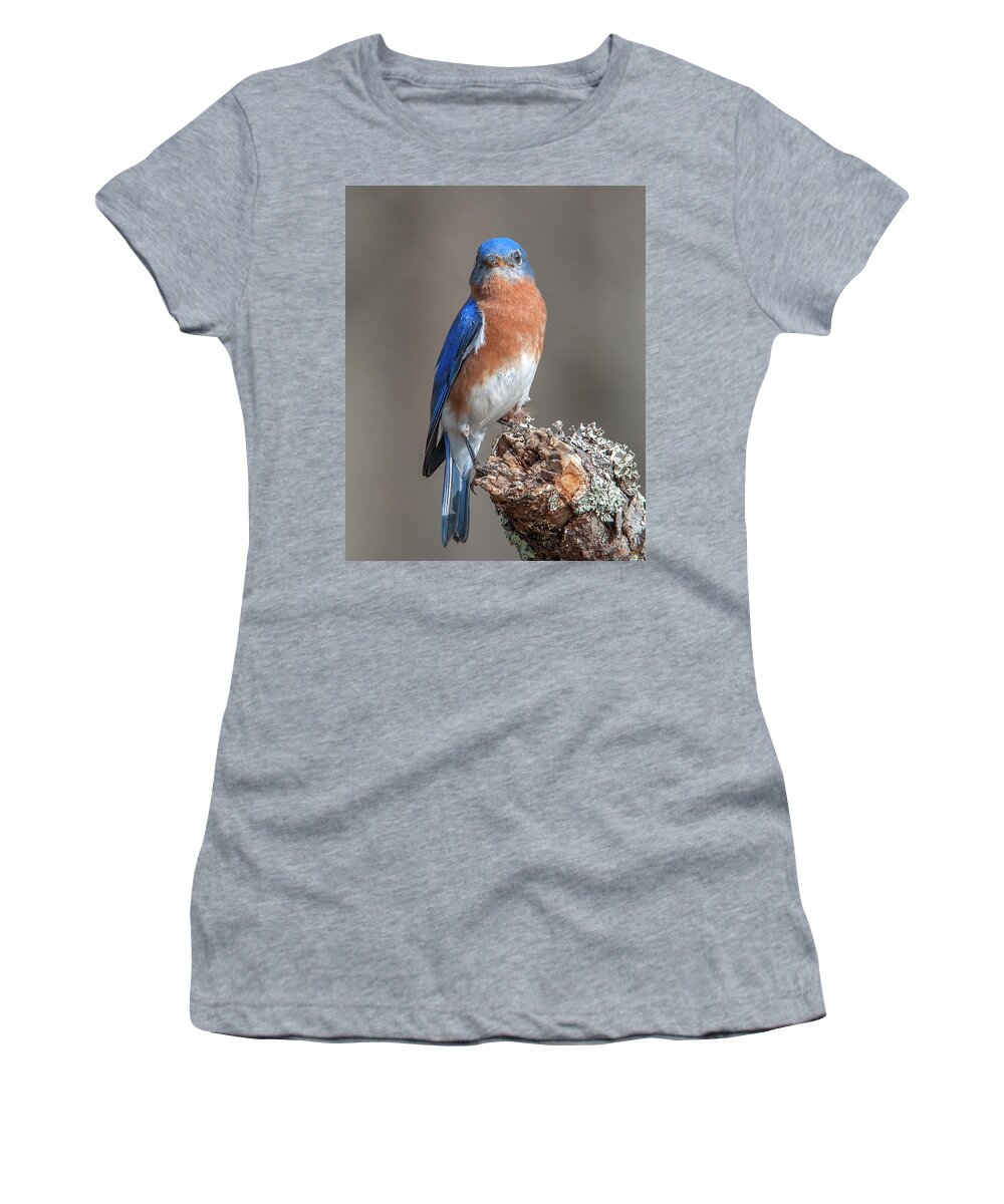 Nature Women's T-Shirt featuring the photograph Eastern Bluebird DSB0300 by Gerry Gantt