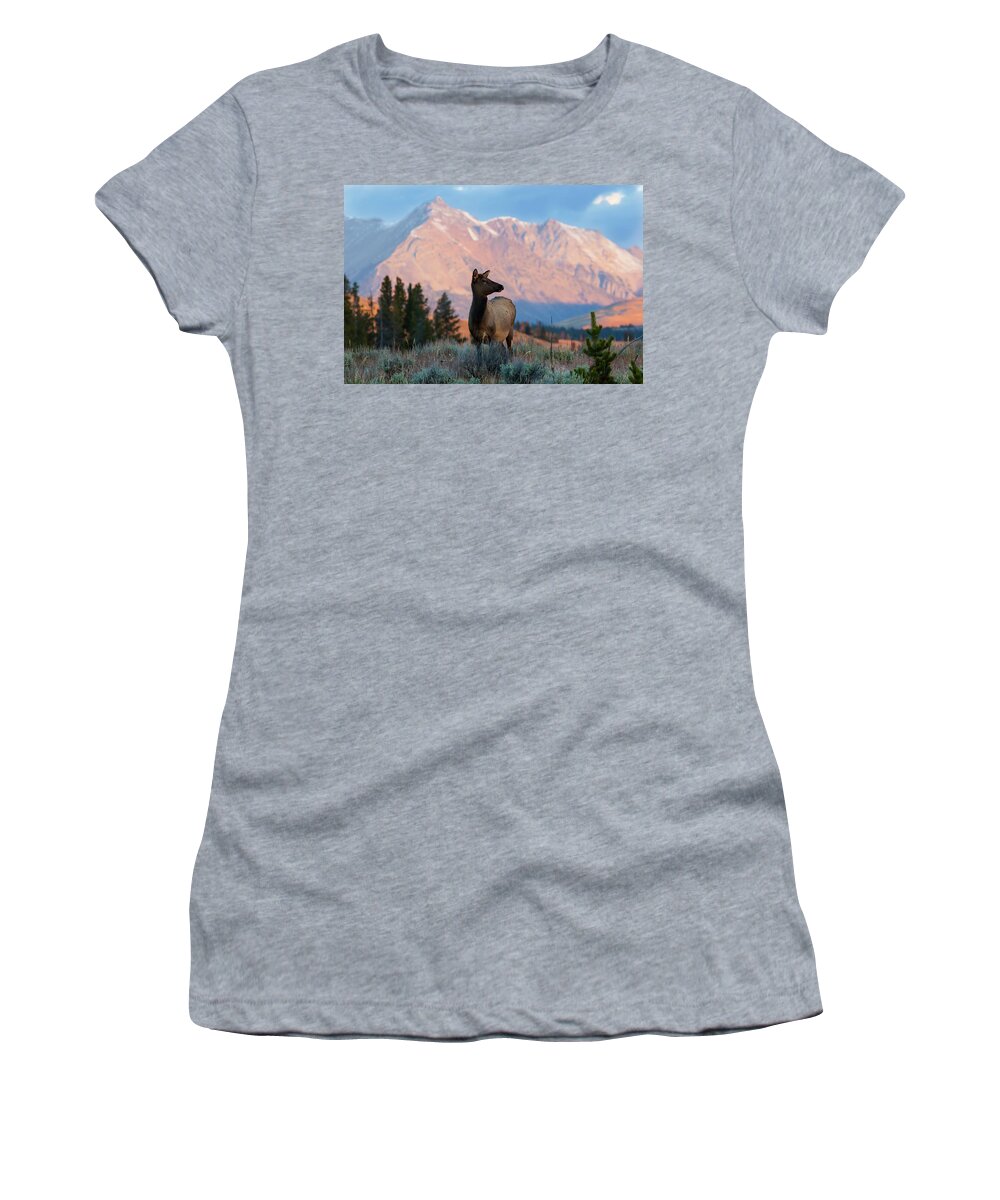 Elk Women's T-Shirt featuring the photograph Elk Majesty by Mark Miller