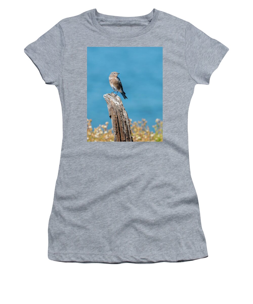 Spring Women's T-Shirt featuring the photograph Female Bluebird In Yellowstone by Yeates Photography
