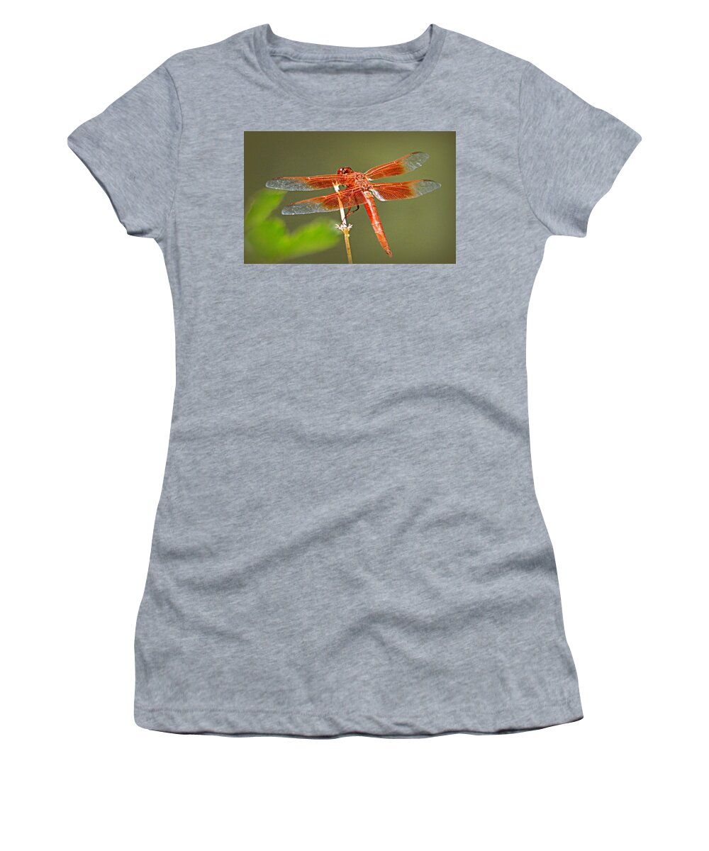 Dragonfly Women's T-Shirt featuring the photograph Flame Skimmer by AJ Schibig