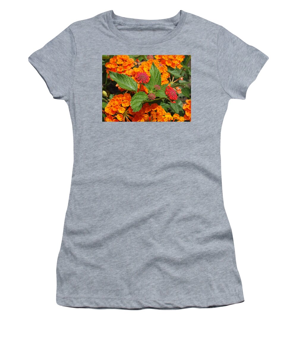 Flower Flowers Colorful Nature Garden Gardens Orange Summer Summertime Beauty Beautiful Plant Plants Organic Natural Green Greens Delicate Small Macro Photography Melissa Peterson Morris Mn Minnesota North America Usa Blooms Blooming Leaves Women's T-Shirt featuring the photograph Flowers by James Peterson