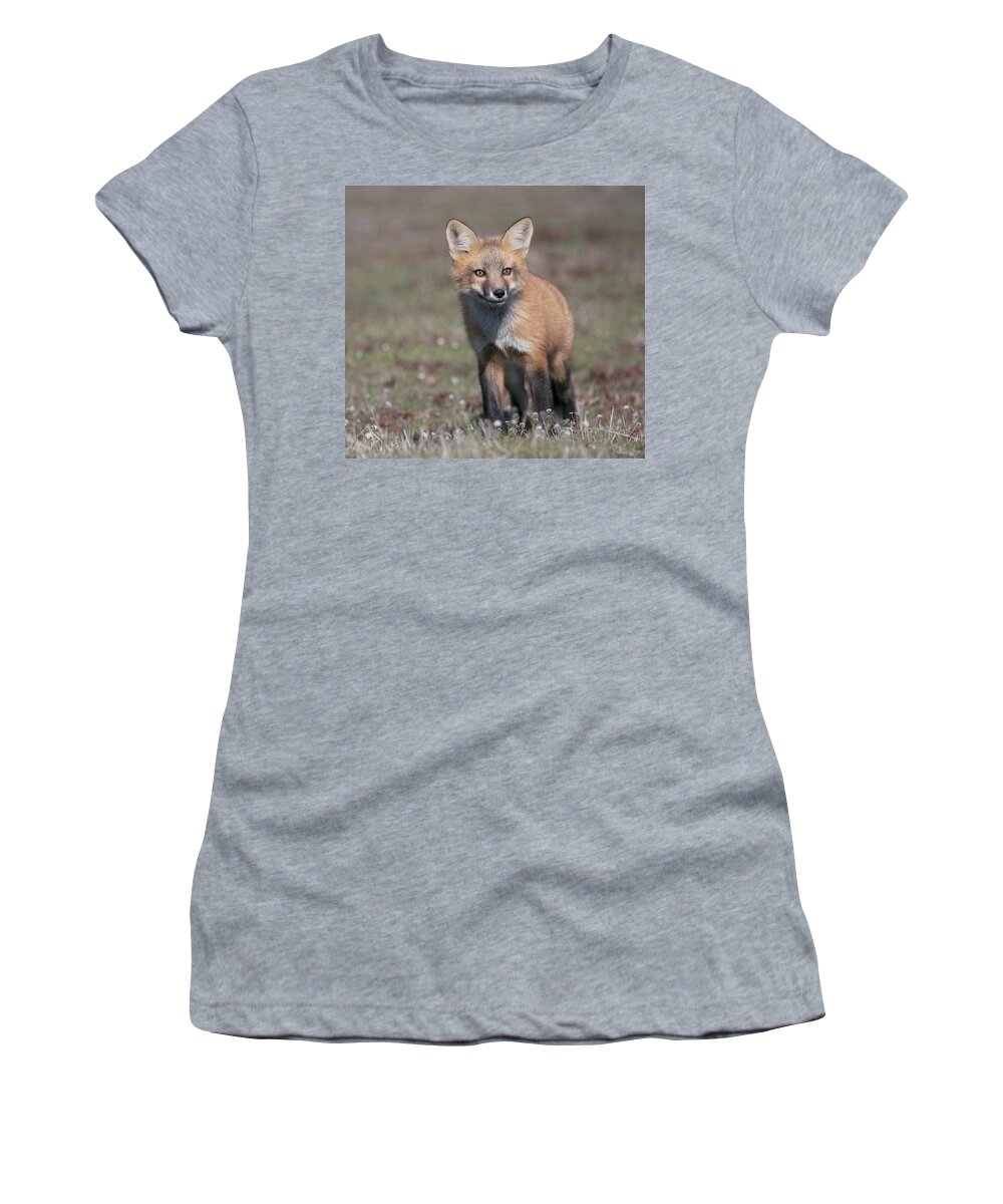 Fox Women's T-Shirt featuring the photograph Fox kit by Elvira Butler
